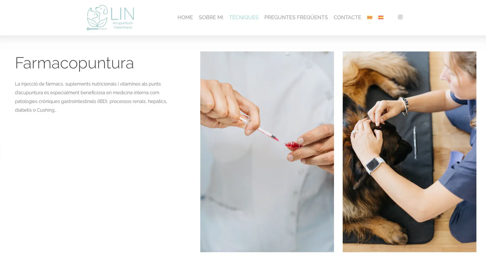 Acupuntura veterinària - Imatge 2